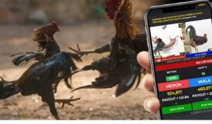 Top Sabong Betting Tips to Win More at 7LARO PH