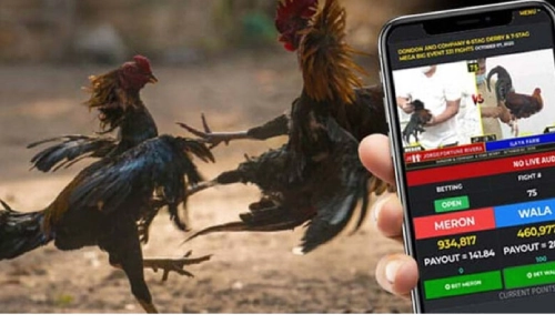 Top Sabong Betting Tips to Win More at 7LARO PH